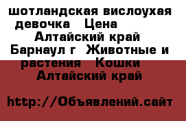 шотландская вислоухая девочка › Цена ­ 5 000 - Алтайский край, Барнаул г. Животные и растения » Кошки   . Алтайский край